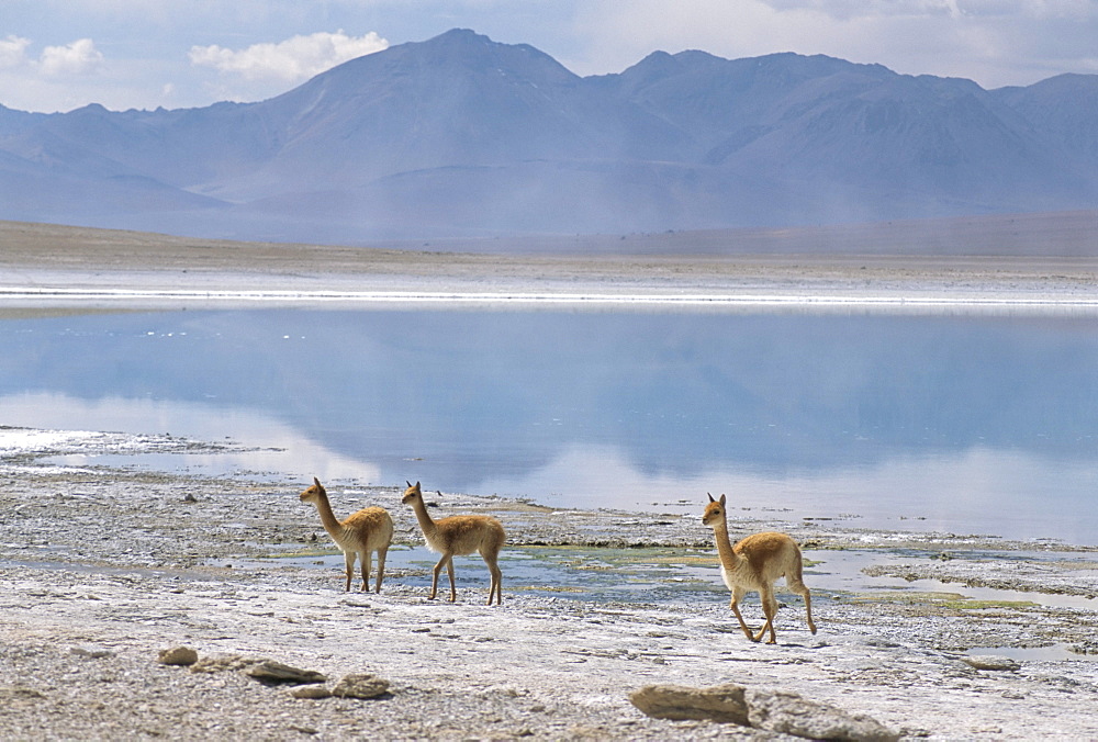 Wild vicunas on borax mineral flats, Laguna Verde, with mineral flat margin, Southwest Highlands, Bolivia, South America