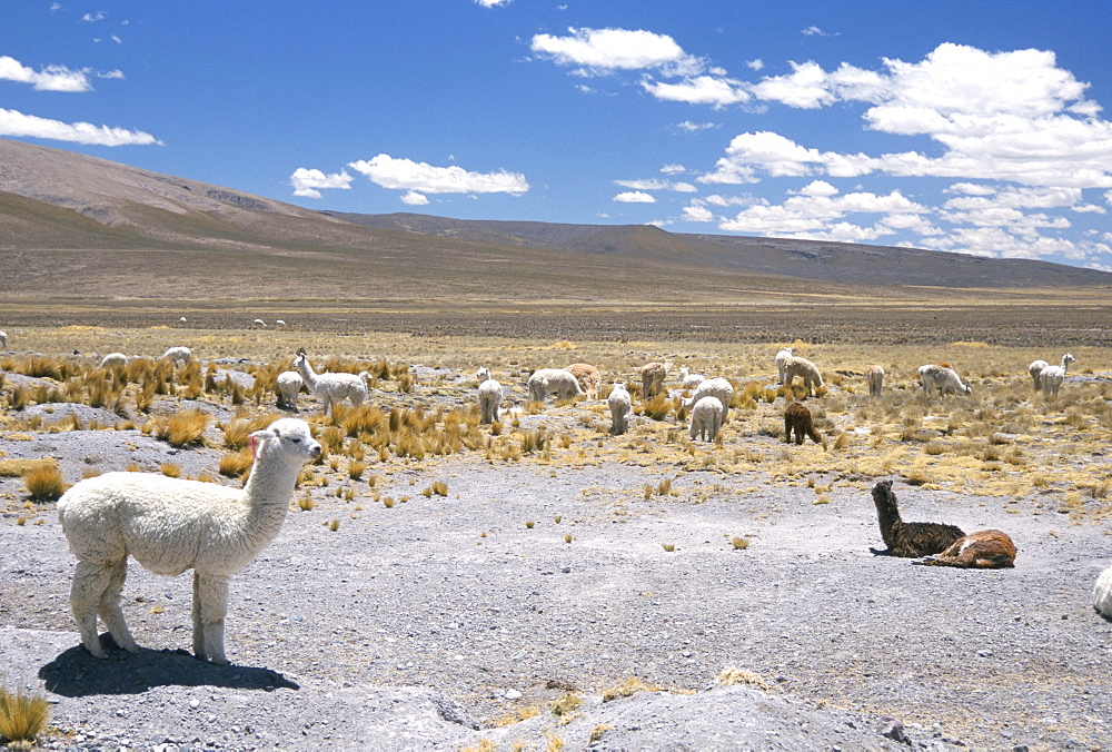 Domesticated alpacas grazing on altiplano, near Arequipa, Peru, South America