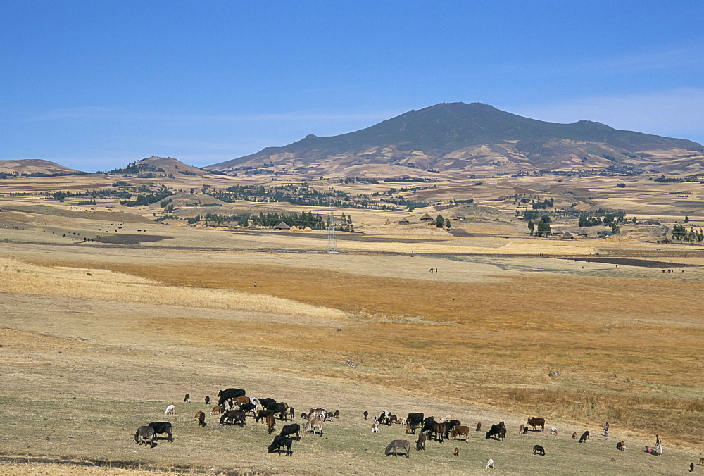 Montane grasslands with cattle grazing in front of Bale Mountains, Southern Highlands, Ethiopia, Africa