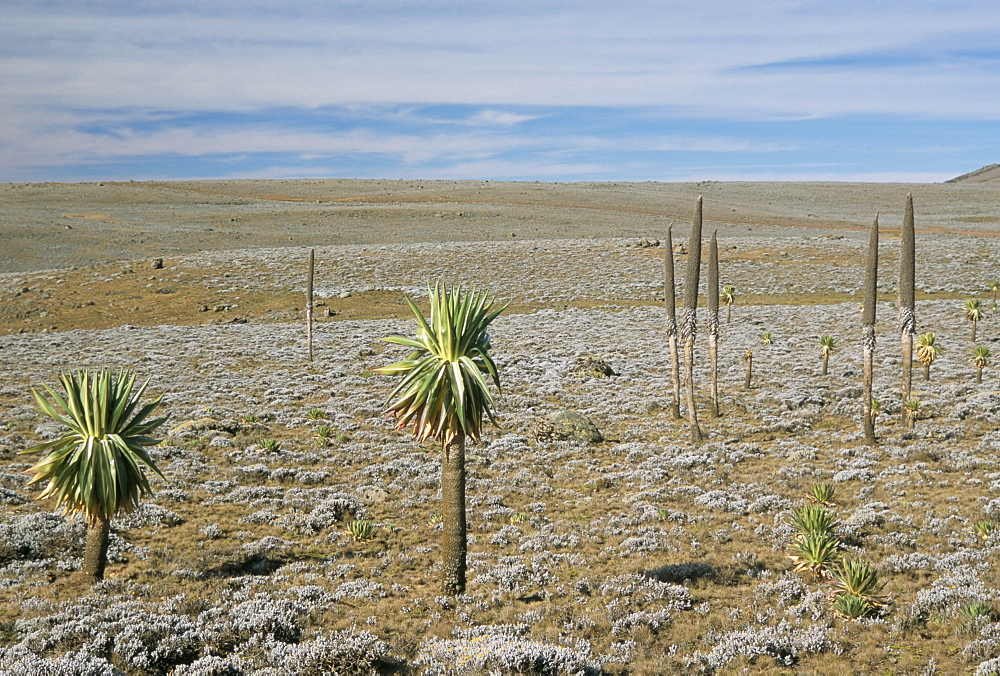 Giant lobelias on Sanetti Plateau, high in Bale Mountains, Southern Highlands, Ethiopia, Africa