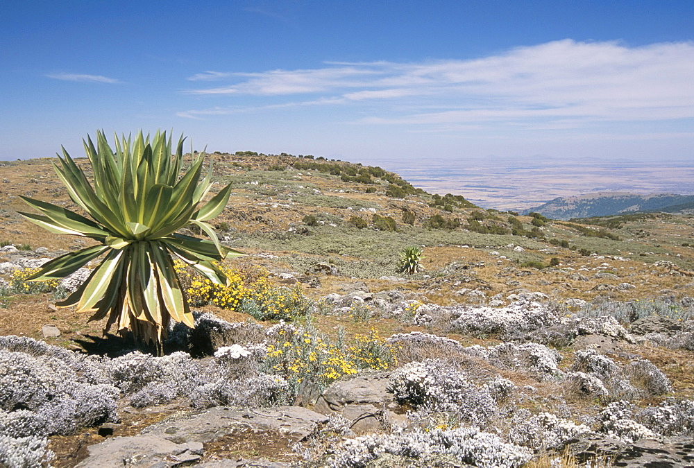 A single giant lobelia, Bale Mountains, Southern Highlands, Ethiopia, Africa