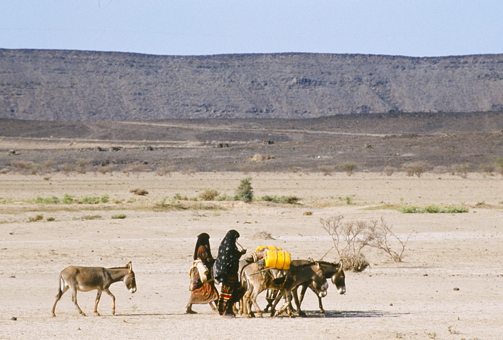 Afar women with donkeys carrying water in very dry desert, Danakil Depression, Ethiopia, Africa