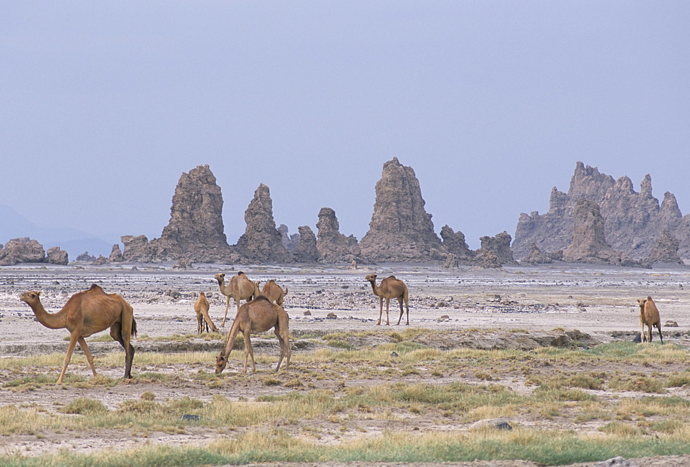 Tufa towers at Lac Abhe (Abbe), formed by hot springs beneath old lake at higher level, Afar Triangle, Djibouti, Africa