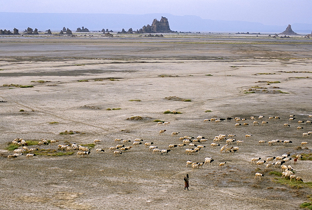 Lac Abhe (Abbe) in wide rift valley, tufa towers, relics from old lake at higher level, Afar Triangle, Djibouti, Ethiopia