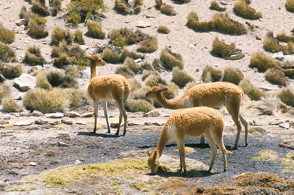 Vicunas grazing on moss at spring, Parque Nacional de Lauca, Chile, South America