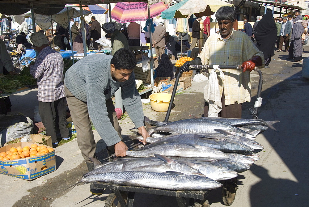 Morning fish market, Bandar Abbas, southern Iran, Middle East