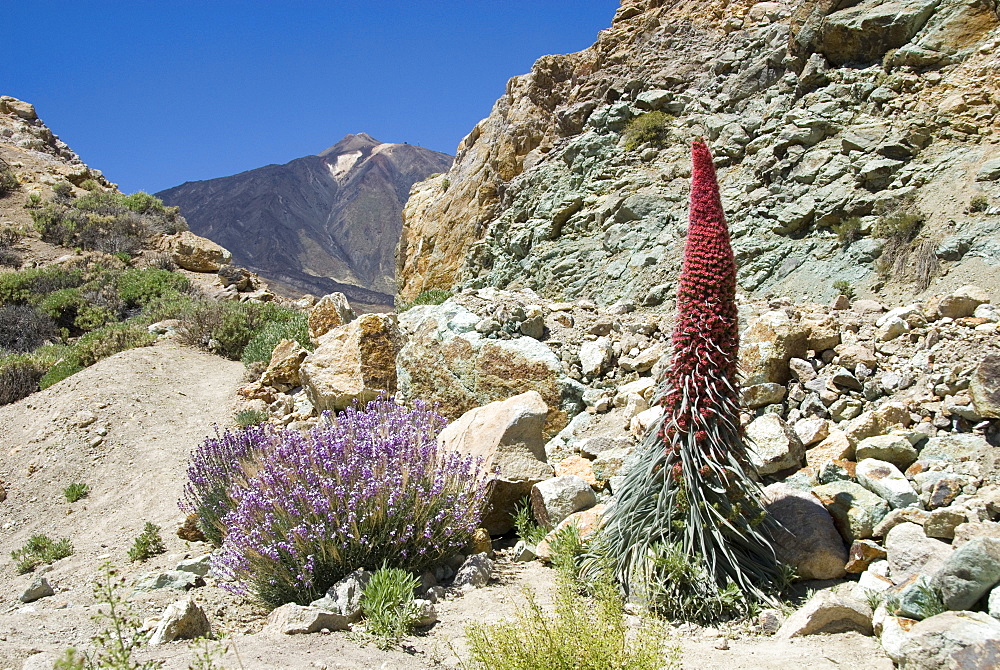 Red vipers bugloss (Echium wildpretii), with Pico de Teide in background, Las Canadas, Tenerife, Canary Islands, Spain, Europe