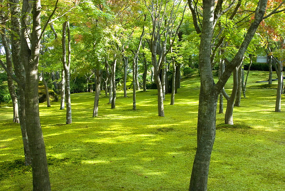 Moss garden, Hakone Museum of Art, Koen-kami, Gora, Hakone, west of Tokyo, Honshu, Japan