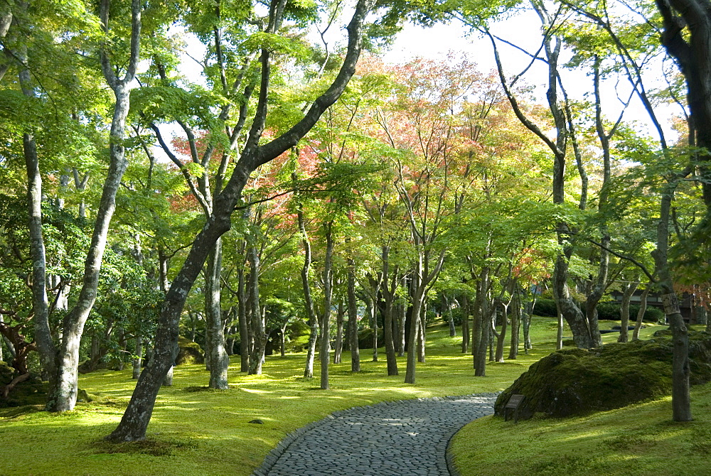 Moss garden, Hakone Museum of Art, Koen-kami, Gora, Hakone, west of Tokyo, Honshu, Japan