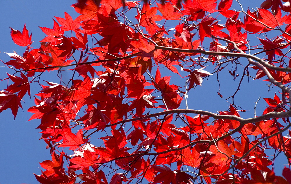 Japanese maple in autumn, Akan National Park, Hokkaido, Japan