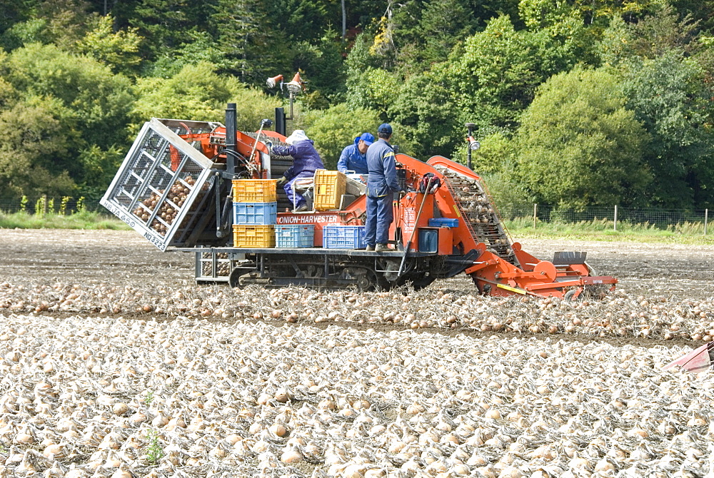 Onion harvest in Furano valley, central Hokkaido, Japan, Asia