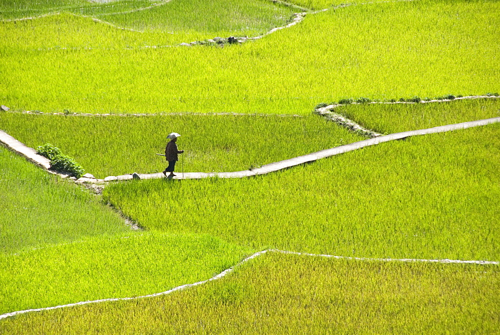 Villager walking across rice terraces typical of Ifugao culture, Aguid, near Sagada, Cordillera, Luzon, Philippines, Southeast Asia, Asia