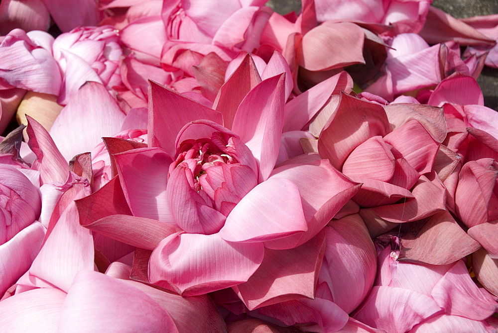 Lotus flowers offerings beneath statue of Buddha, Aukana, Sri Lanka, Asia