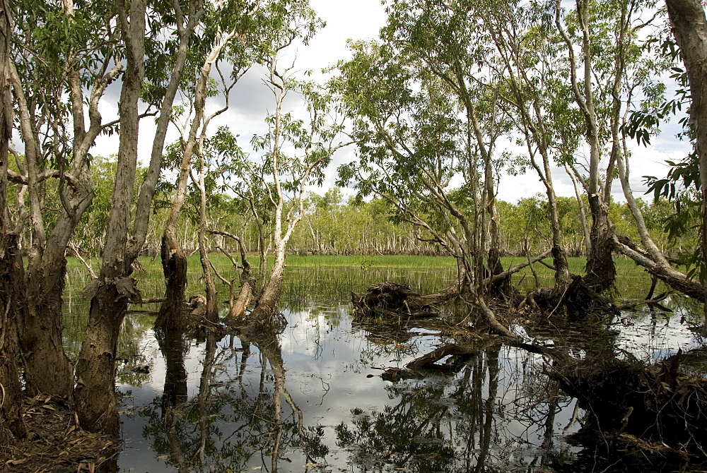 Tabletop Swamp, on top of sandstone plateau in Litchfield National Park, near Darwin, Northern Territory, Australia, Pacific