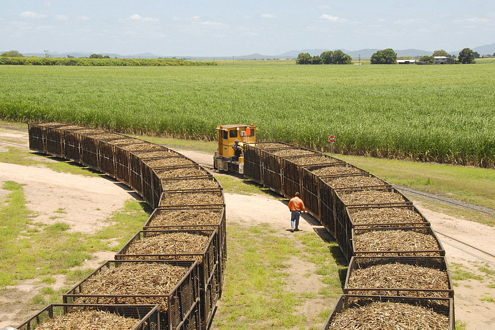 Machine-cut sugar cane in rail trucks outside mill, Ayr, Queensland, Australia, Pacific