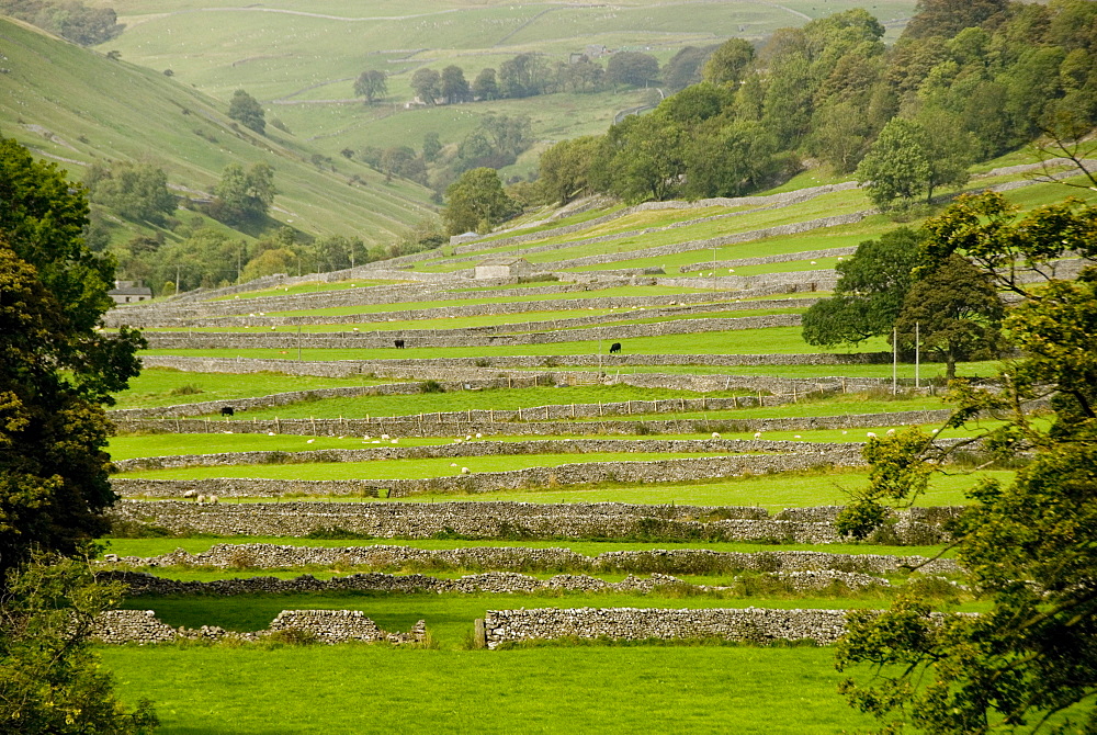 Dry-stone walls of limestone, Kettlewell, Wharfedale, Yorkshire Dales, Yorkshire, England, United Kingdom, Europe 