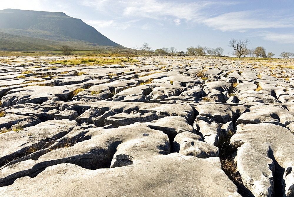 Limestone pavements above Southerscales Scars, Ingleborough, Yorkshire Dales, Yorkshire, England, United Kingdom, Europe