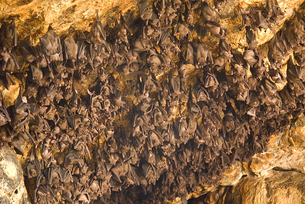 Bats on roof of cave chamber inside Purah Goa Lawah, Hindu Bat Temple cave, eastern Bali, Indonesia, Southeast Asia, Asia