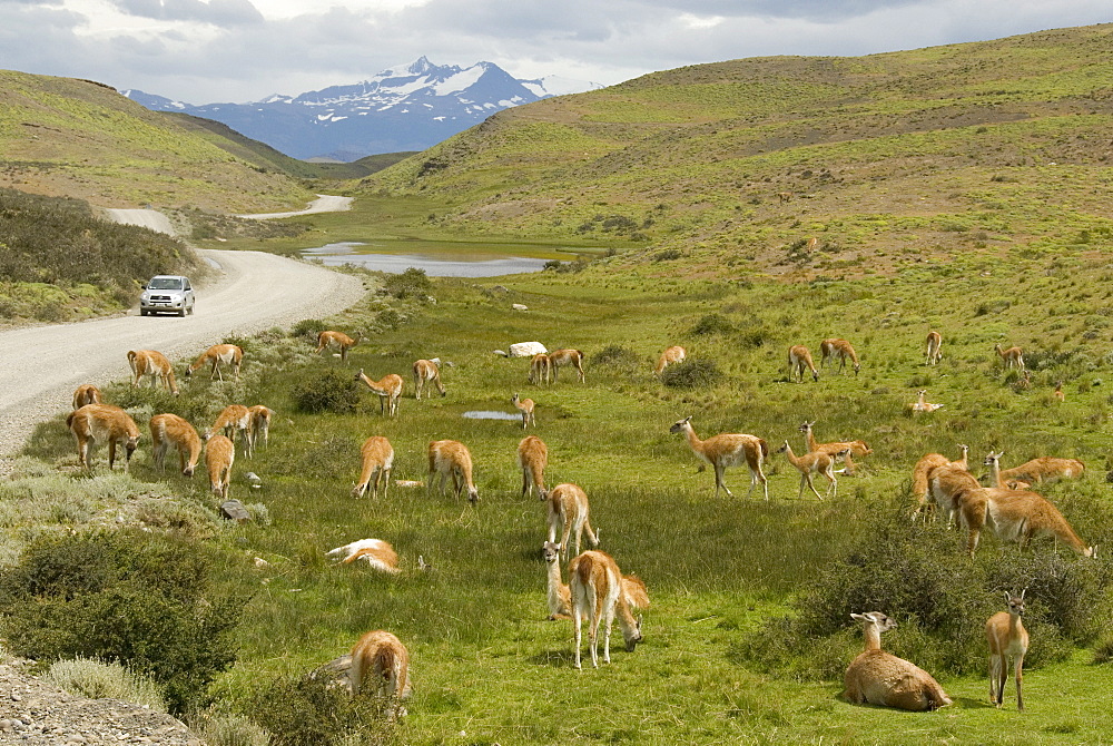 Guanacos, Torres del Paine National Park, Patagonia, Chile, South America