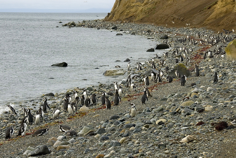 Magellanic penguins (Spheniscus magellanicus), Isla Magdalena, Punta Arenas, Patagonia, Chile, South America