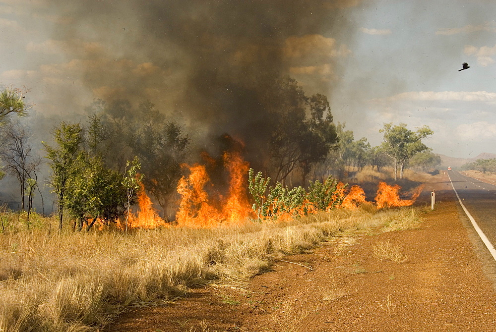 Grassland wildfire, Kununurra, Western Australia, Australia, Pacific 