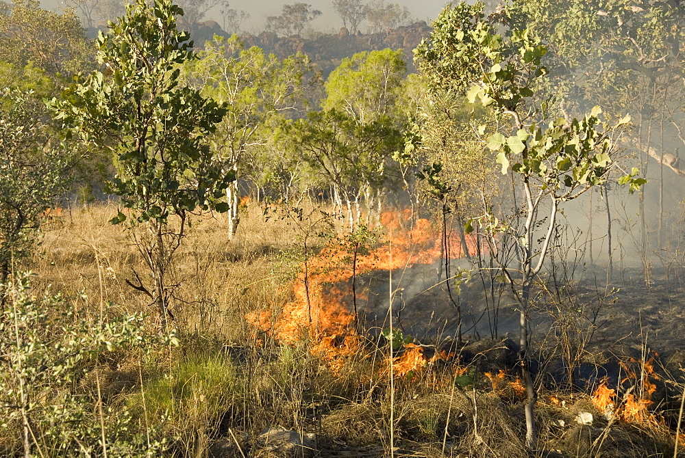 Advancing bush fire beside eastern section of Gibb River Road across The Kimberley, Western Australia, Australia, Pacific 