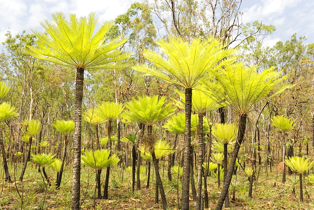 Dicksonia tree ferns in Litchfield National Park, Northern Territory, Australia, Pacific 