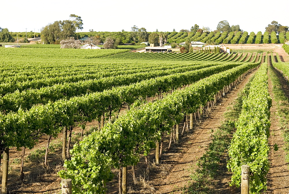 Giant vineyards, Renmark, Murray River valley, South Australia, Australia, Pacific 