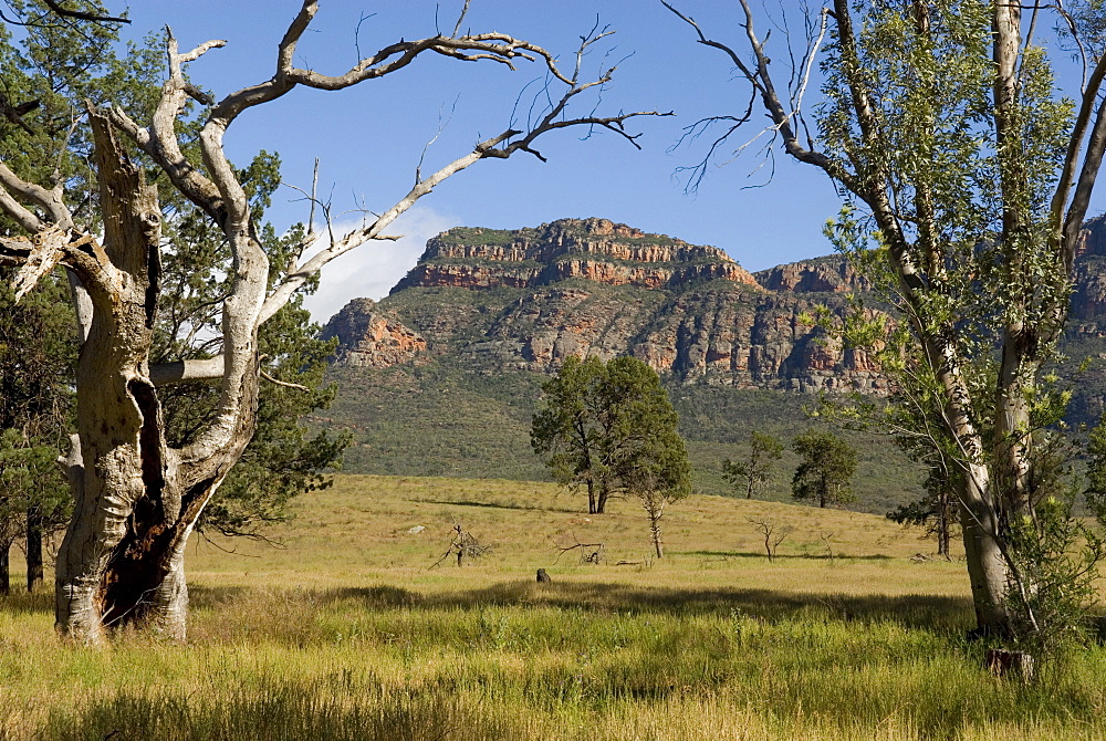 Sandstone escarpment above Wilpuna Valley, Flinders Ranges National Park, South Australia, Australia, Pacific 