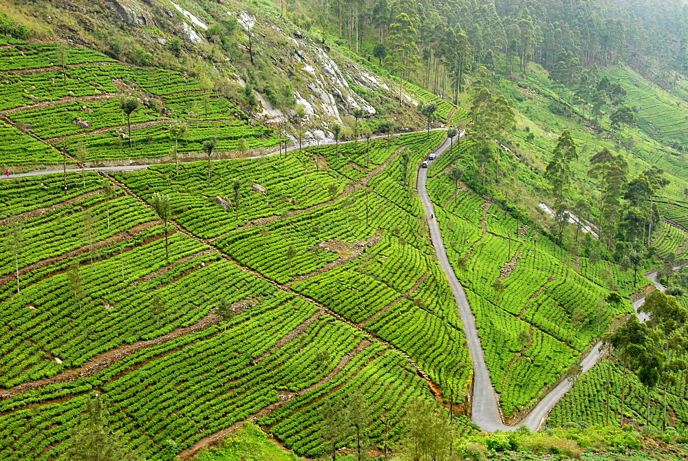 Dambatenne Estate, Lipton tea estates, Haputale, Hill Country, Sri Lanka, Asia