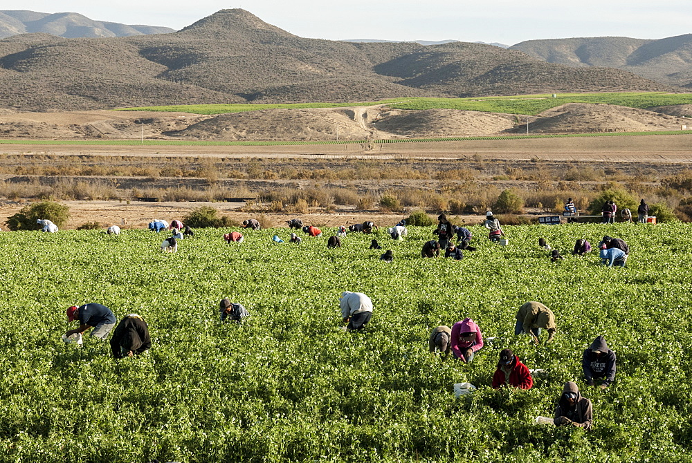 Picking beans, El Rosario, Baja California, Mexico, North America