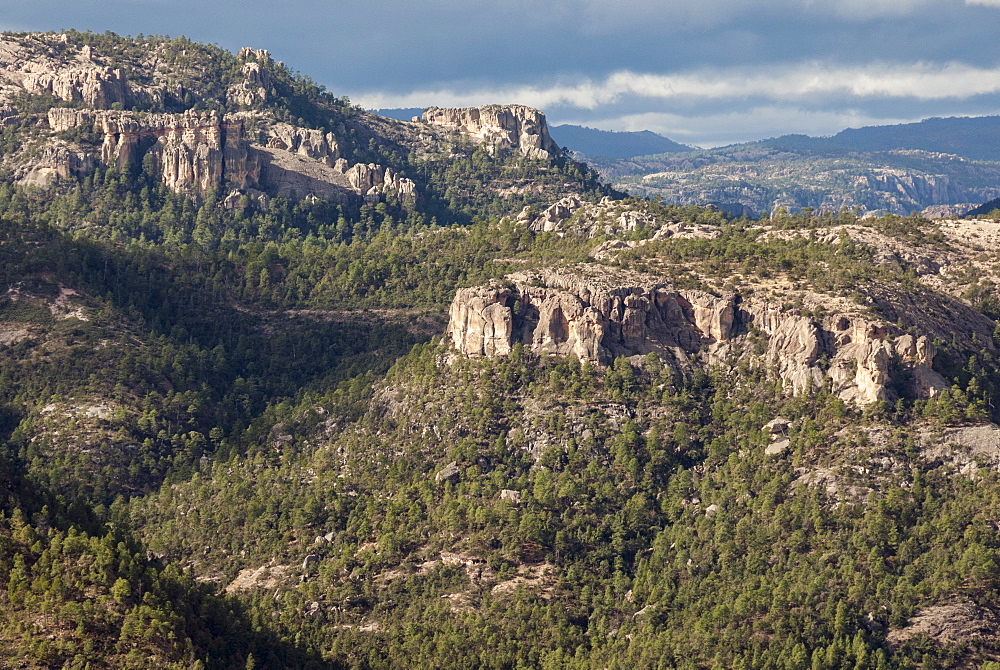 Volcanic plateau of Sierra Tarahumara, above Copper Canyon, Chihuahua, Mexico, North America