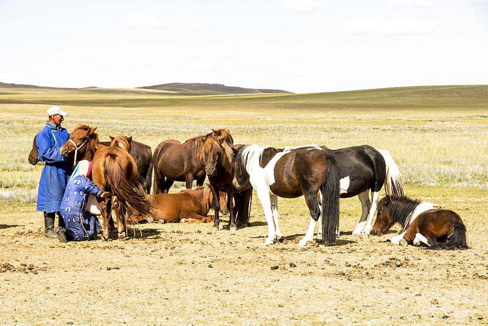 Nomadic herder milking her mares at ger camp on Steppes grasslands of Mongolia, Asia