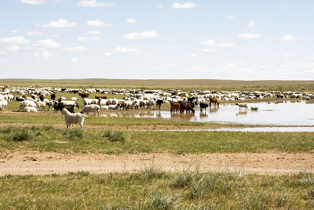 Nomadic herders' flock of sheep and goats on Steppes grasslands of Mongolia, Asia