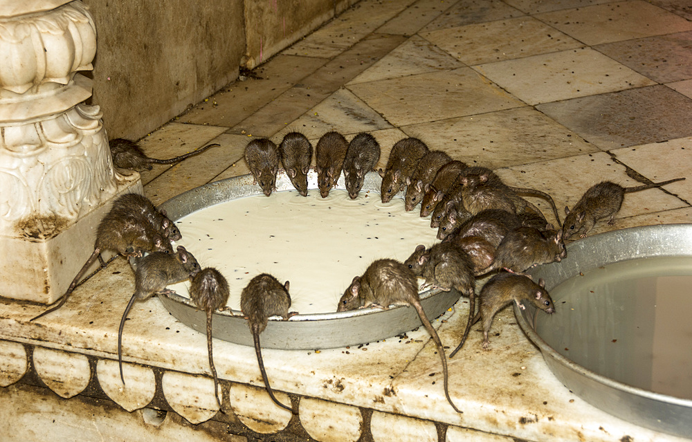 Karni Mata Temple (Temple of Rats), Deshnok, Bikaner, Rajasthan, India, Asia