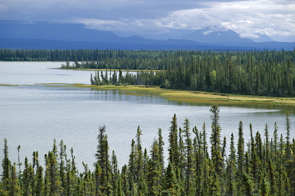 Muskeg, tundra wetland, with lakes and pine forest, Glenallen, Alaska, United States of America (U.S.A.), North America