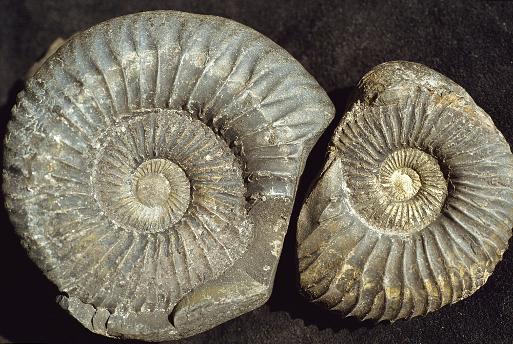 Ammonite fossils, largest one 75mm across, from the Jurassic Spiti shales, Muktinath, Nepal, Asia