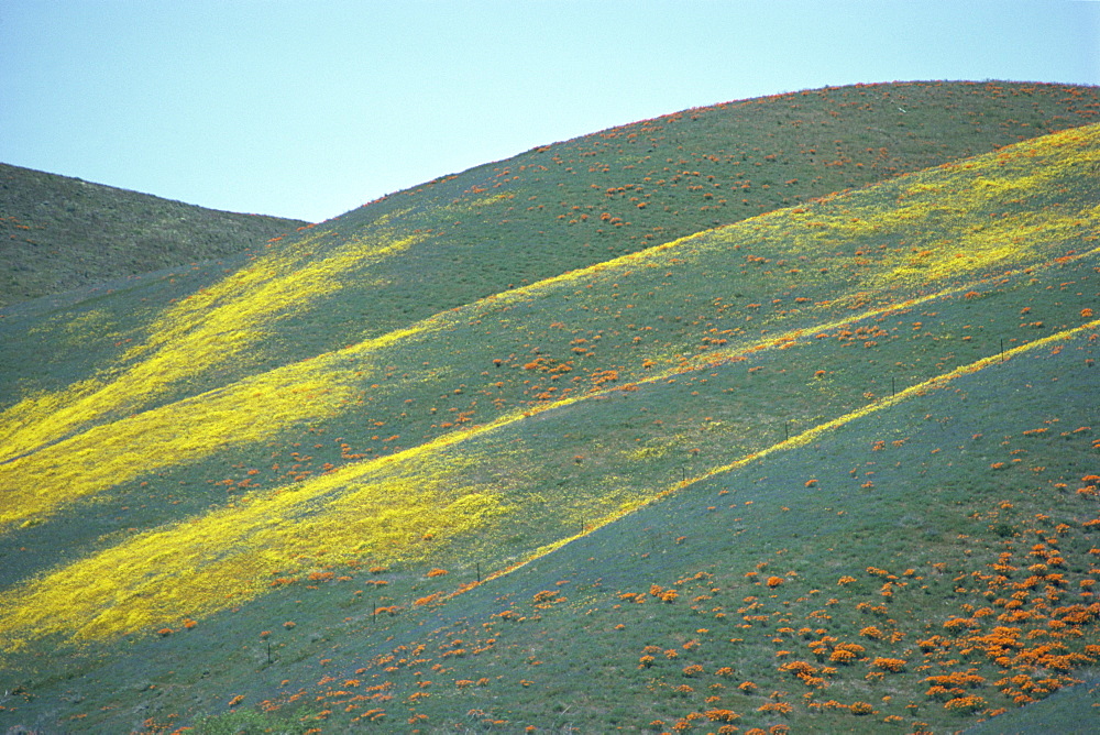 Wild flowers, Antelope Valley, California, United States of America, North America