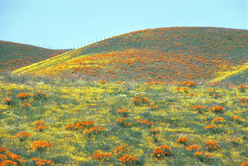 Wild flowers, Antelope Valley, California, United States of America, North America