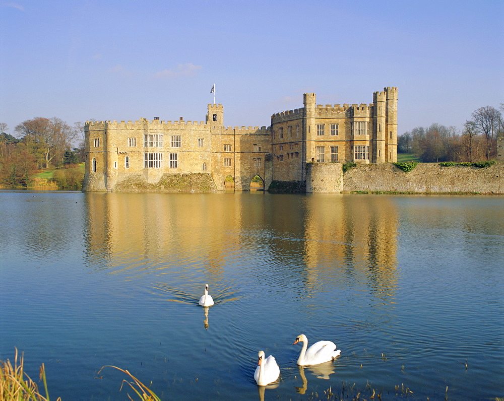 Swans in front of Leeds Castle, Kent, England