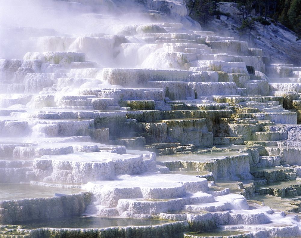 Terraces, Mammoth Hot Springs, Yellowstone National Park, UNESCO World Heritage Site, Wyoming, United States of America (USA), North America