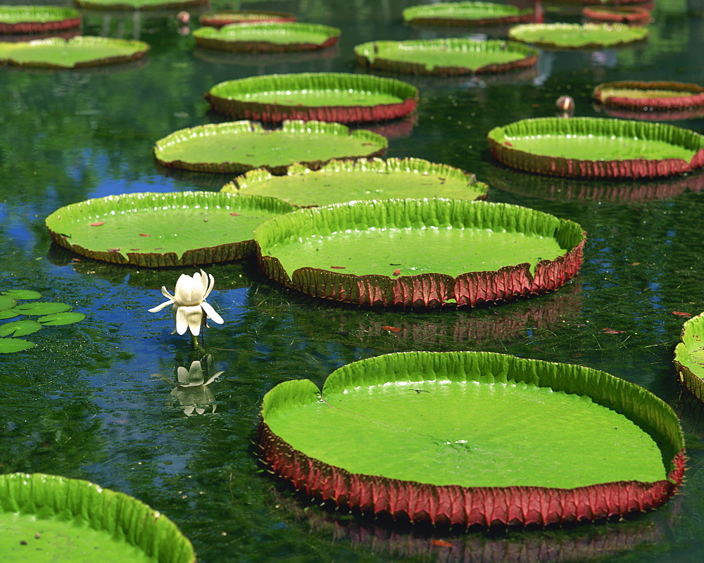 Water lilies