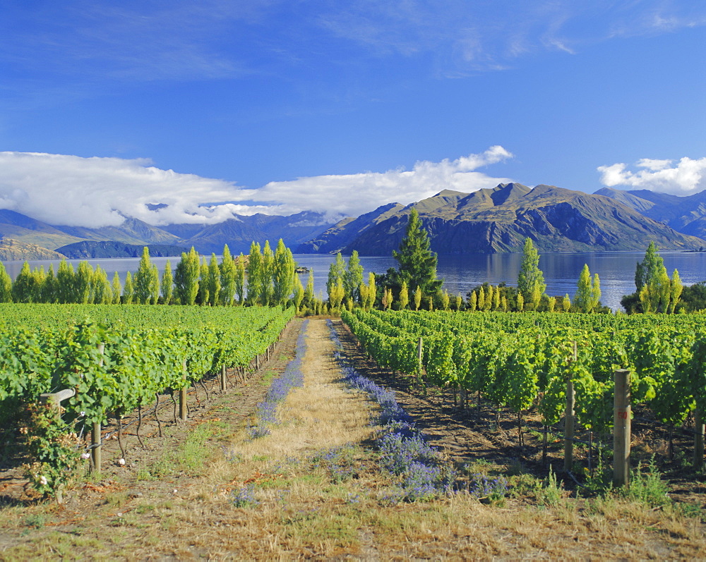 Vineyards at Winery on shores of Lake Wanaka, South Island, New Zealand