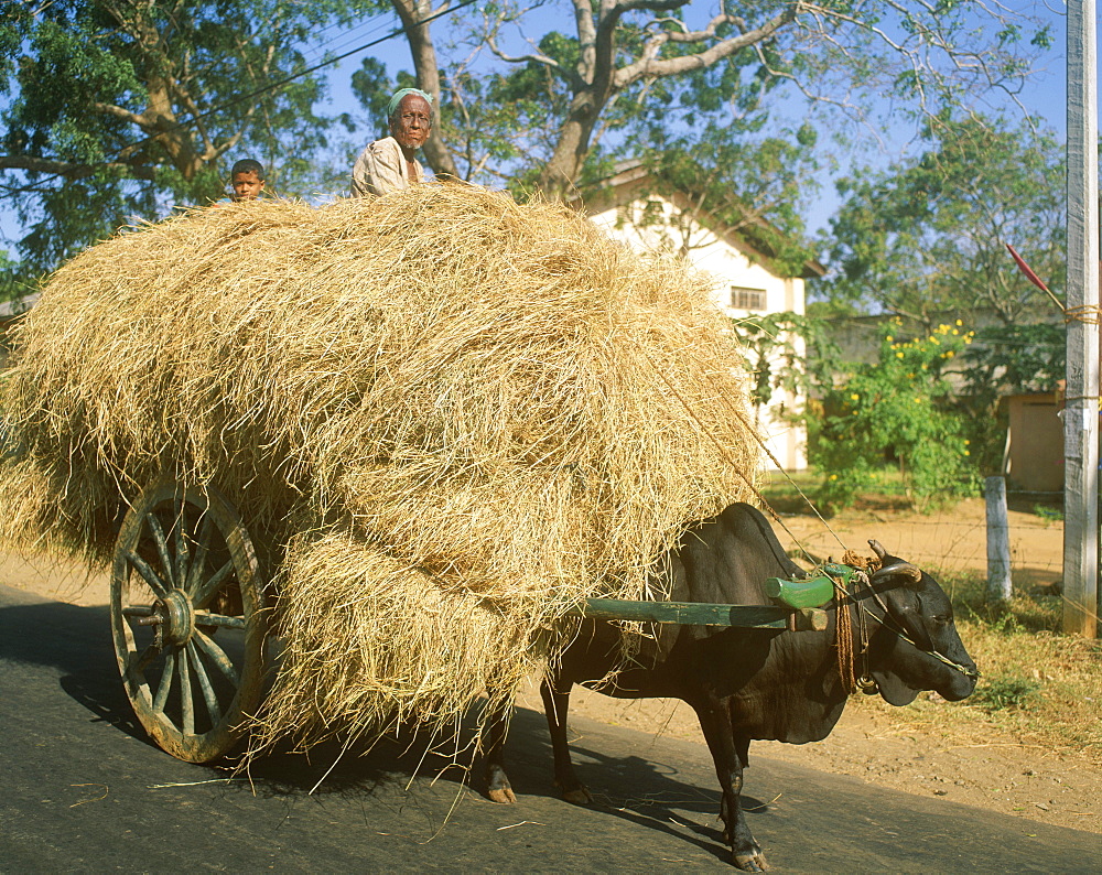 Loaded ox cart, Sri Lanka, Asia