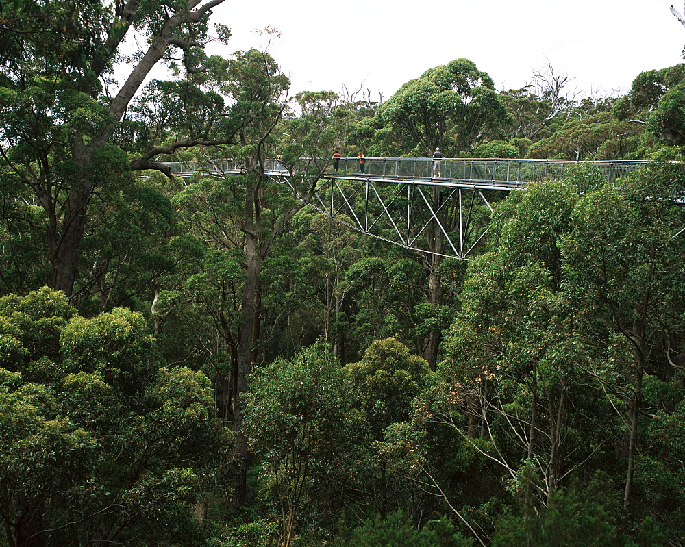 Treetop walk, Valley of the Giants, Walpole, Western Australia, Australia, Pacific