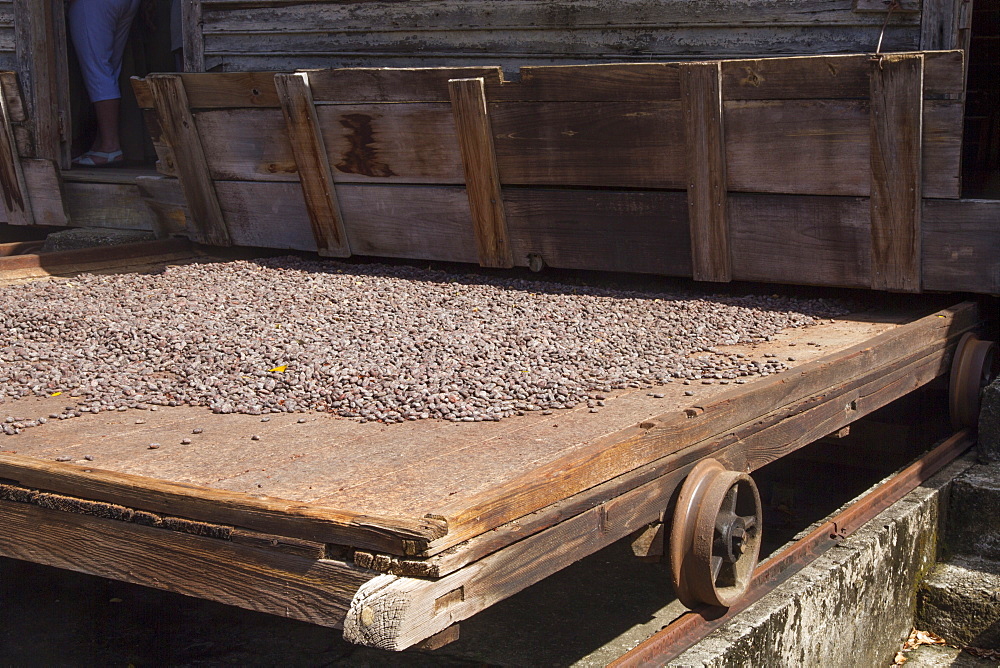 Drying cocoa beans, the shelves being wheeled out in dry weather, back under cover again if it rains, Dougaldston Estate, Grenada, Windward Islands, West Indies, Caribbean, Central America