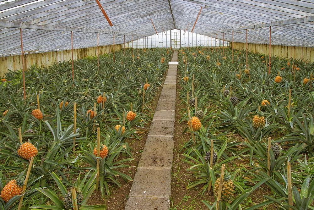 Arruda Pineapple Plantation, Ponta Delgada, Sao Miguel, Azores, Portugal, Europe