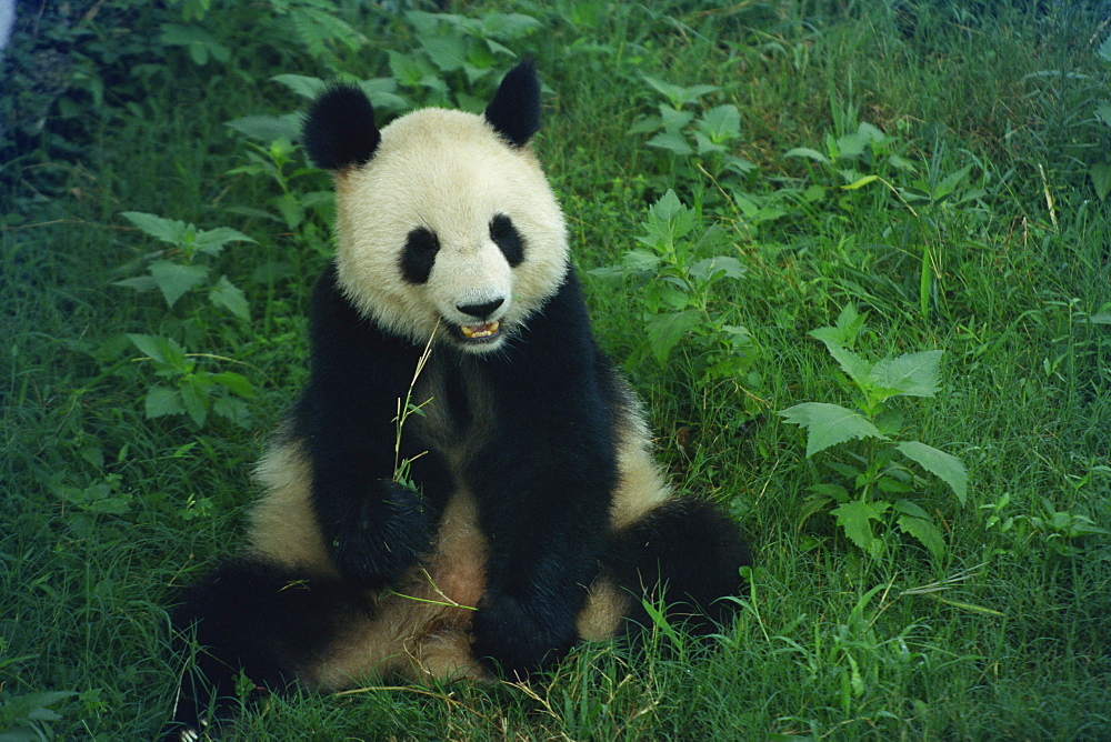 Giant panda, Sichuan Province, China, Asia