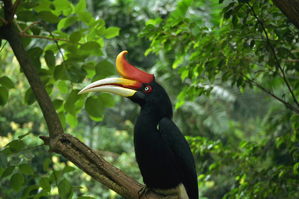 Rhinoceros hornbill, Malaysia, Southeast Asia, Asia