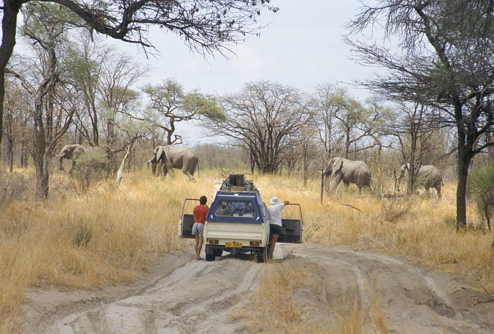 Tourist standing by car watching elephants cross road, Chobe National Park, Botswana, Africa